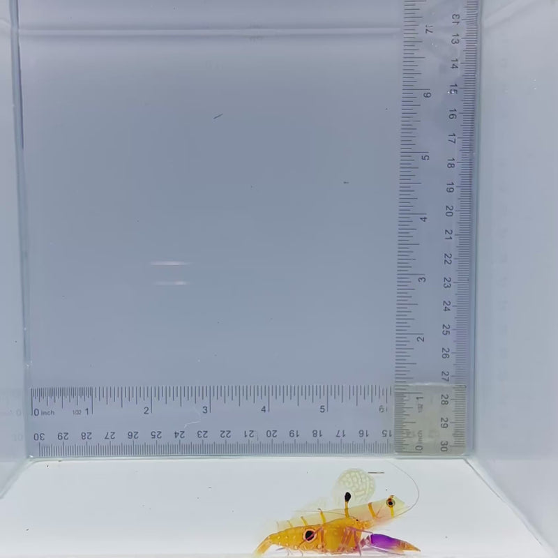 Bullseye Pistol Shrimp (Alpheus soror) x Randalls Goby (Amblyeleotris randalli)