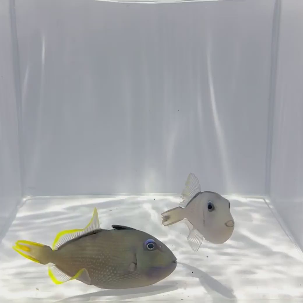 Blue Throat Triggerfish Pair