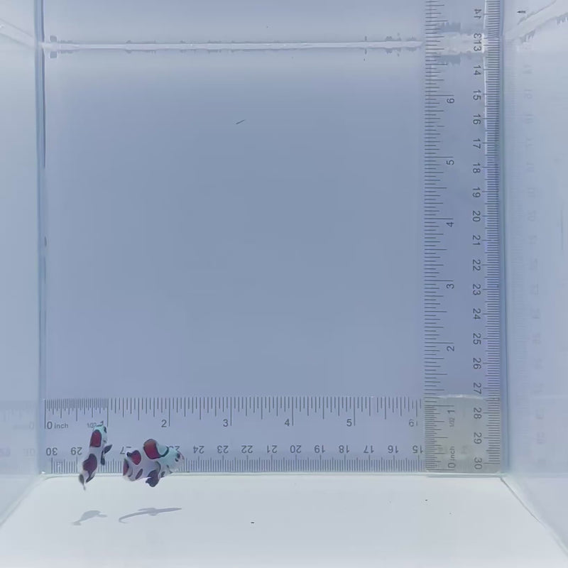 Black Storm Pair Clownfish