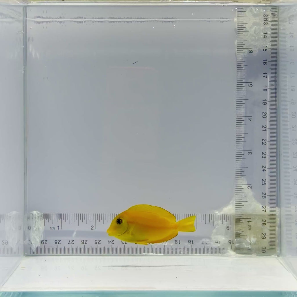 Orange Shoulder Tang