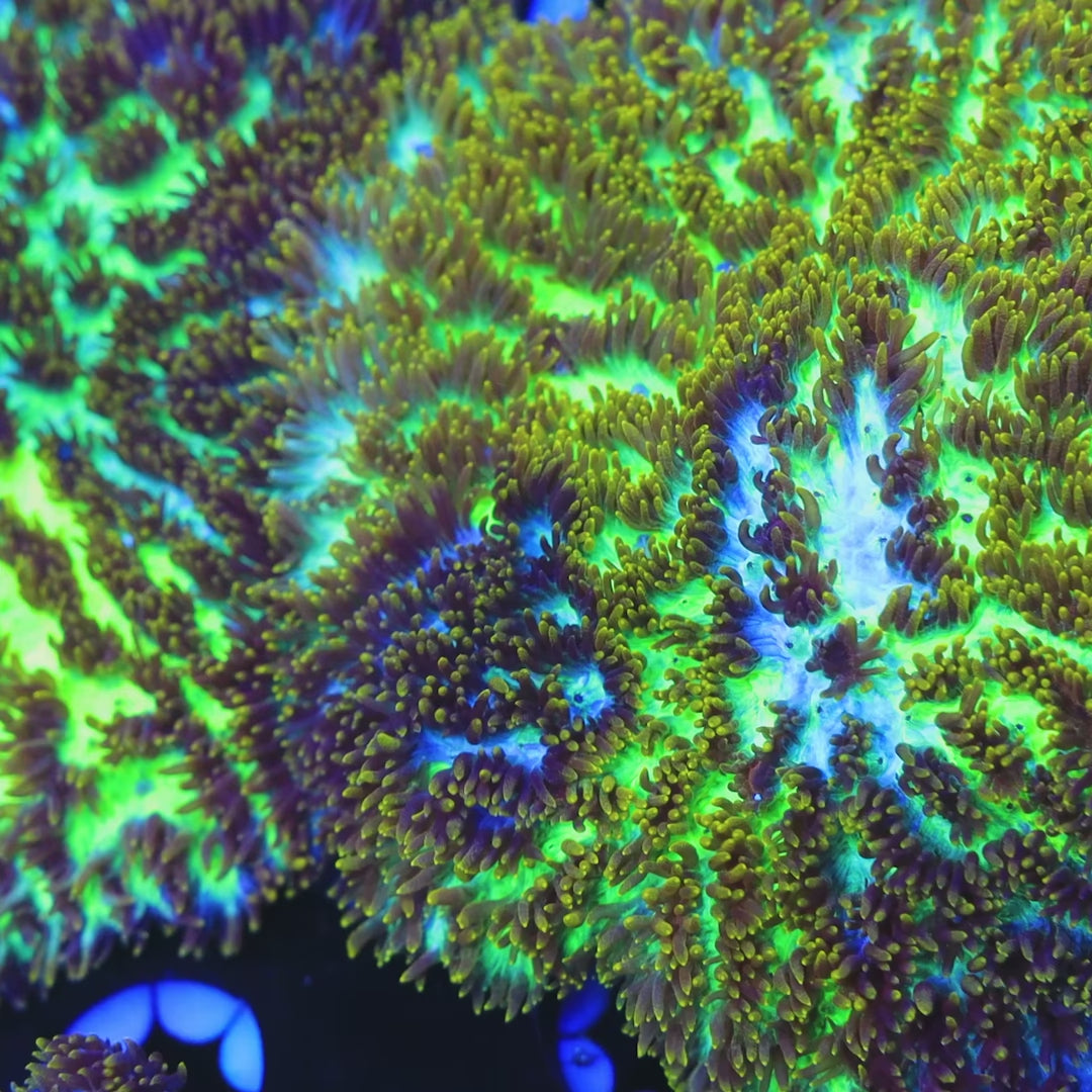TSA Grafted Gamma Knife Coral video