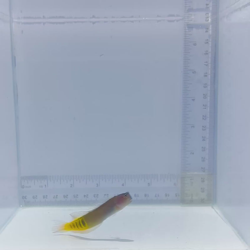Oman Gulf Blenny  (Ecsenius pulcher)