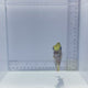 Vermiculated Rabbit Fish