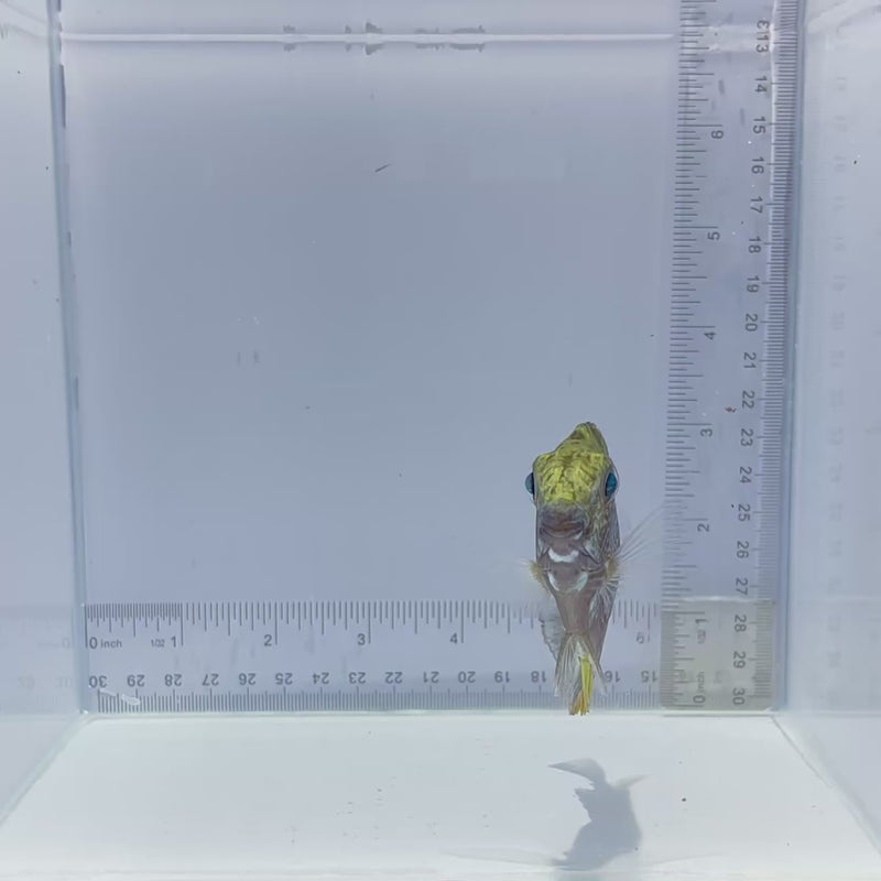 Vermiculated Rabbit Fish