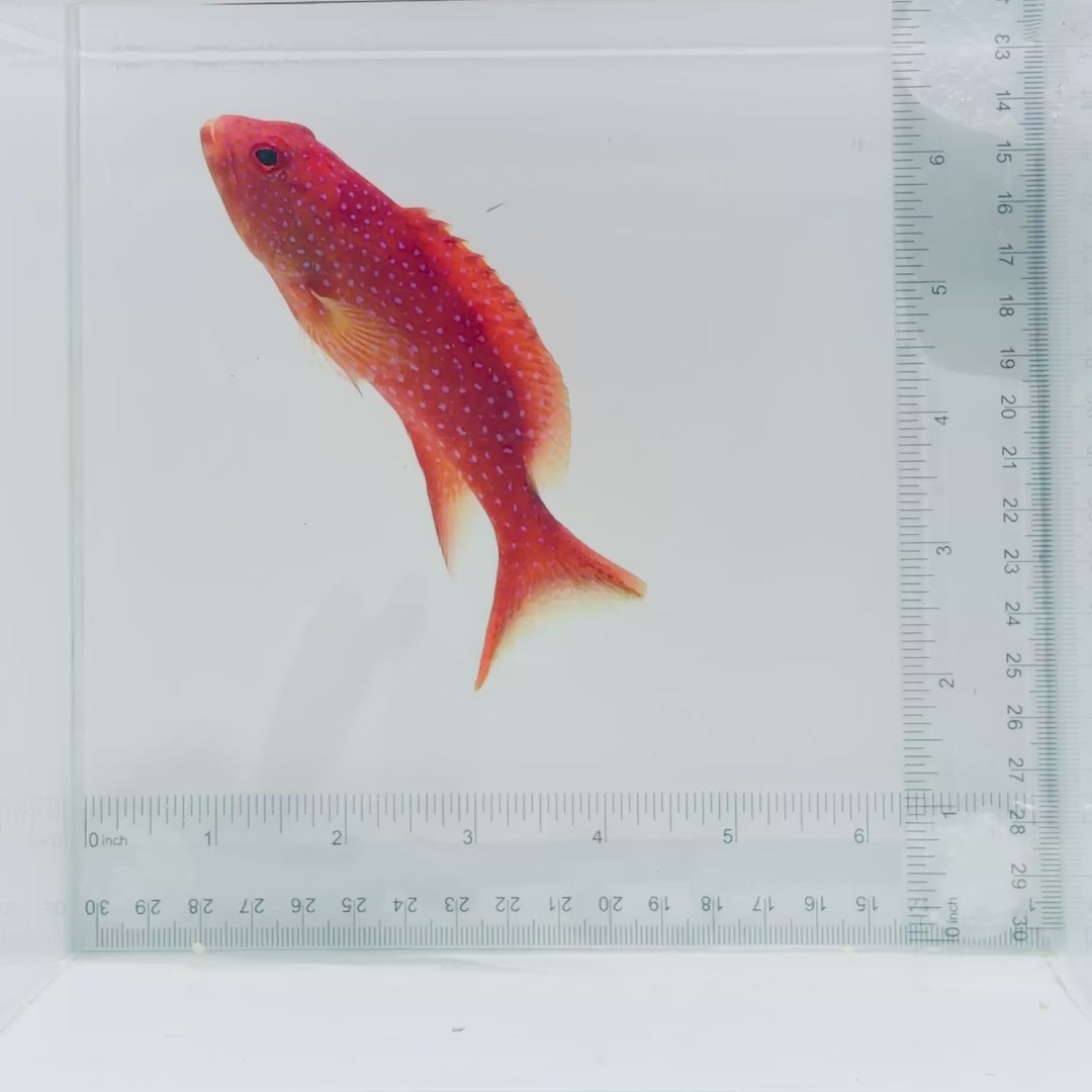 White Edged Lyretail Grouper