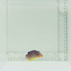 Fiji Blue Spot Pufferfish