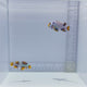 Bali Aquarich Black Helmet Picasso Pair Clown Fish