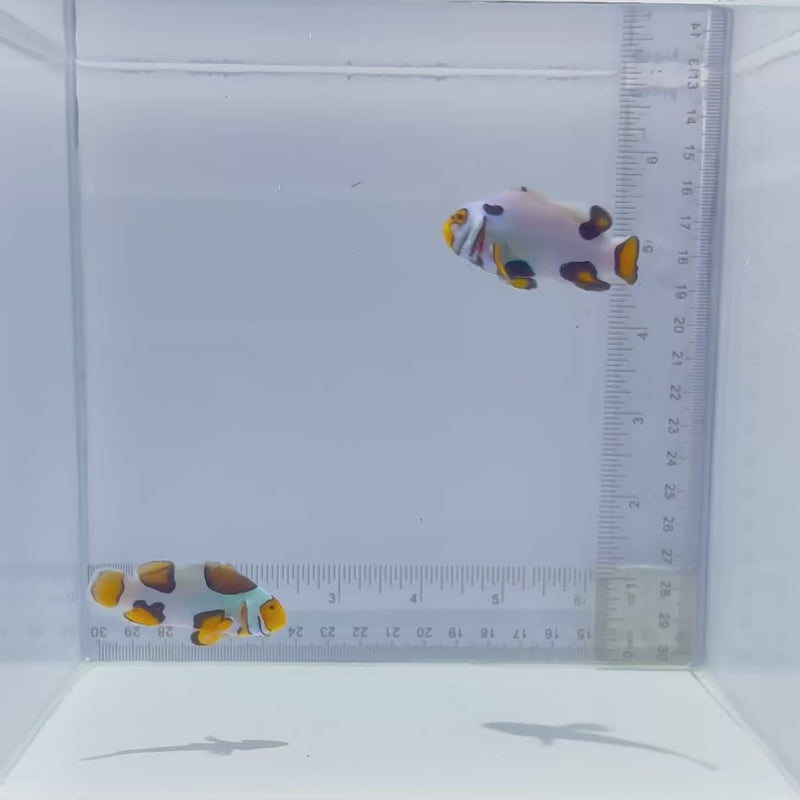 Bali Aquarich Black Helmet Picasso Pair Clown Fish