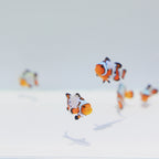 Premium Snowflake Clownfish - Amphiprion ocellaris