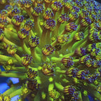 Grandmaster Goniopora Coral