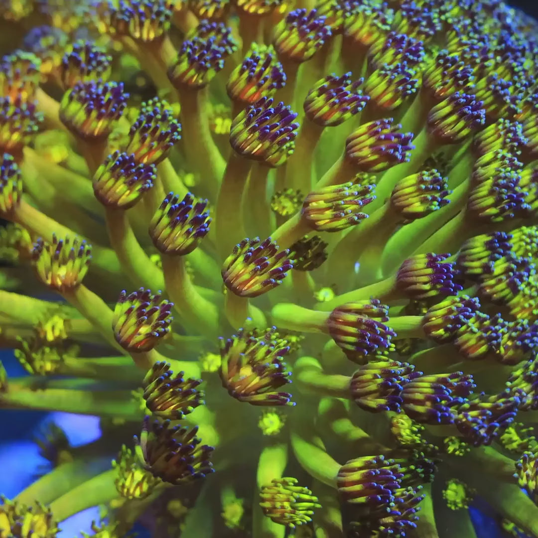 Grandmaster Goniopora Coral