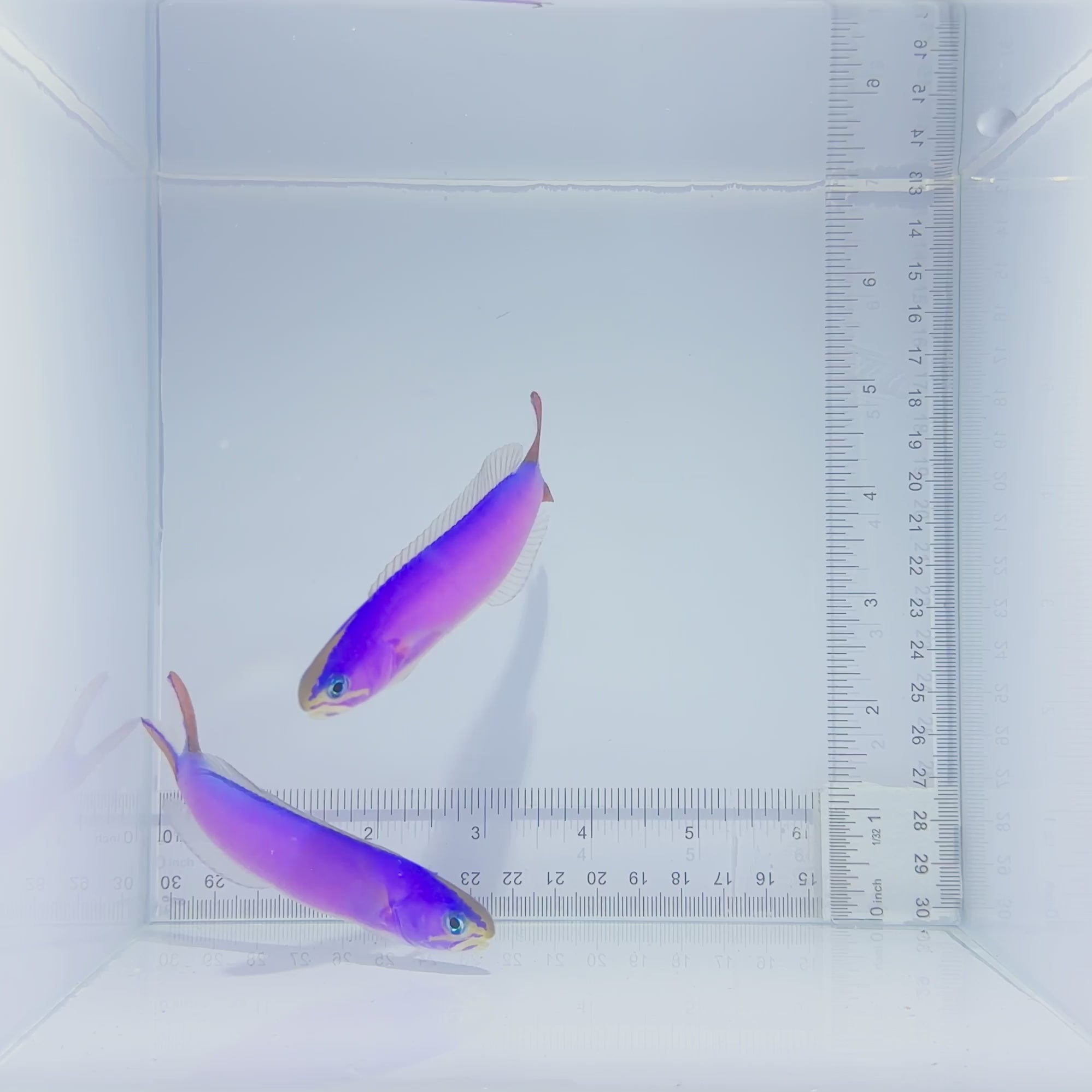 Purple Tilefish - Hoplolatilus purpureus