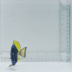 Hybrid Powder Blue Tang