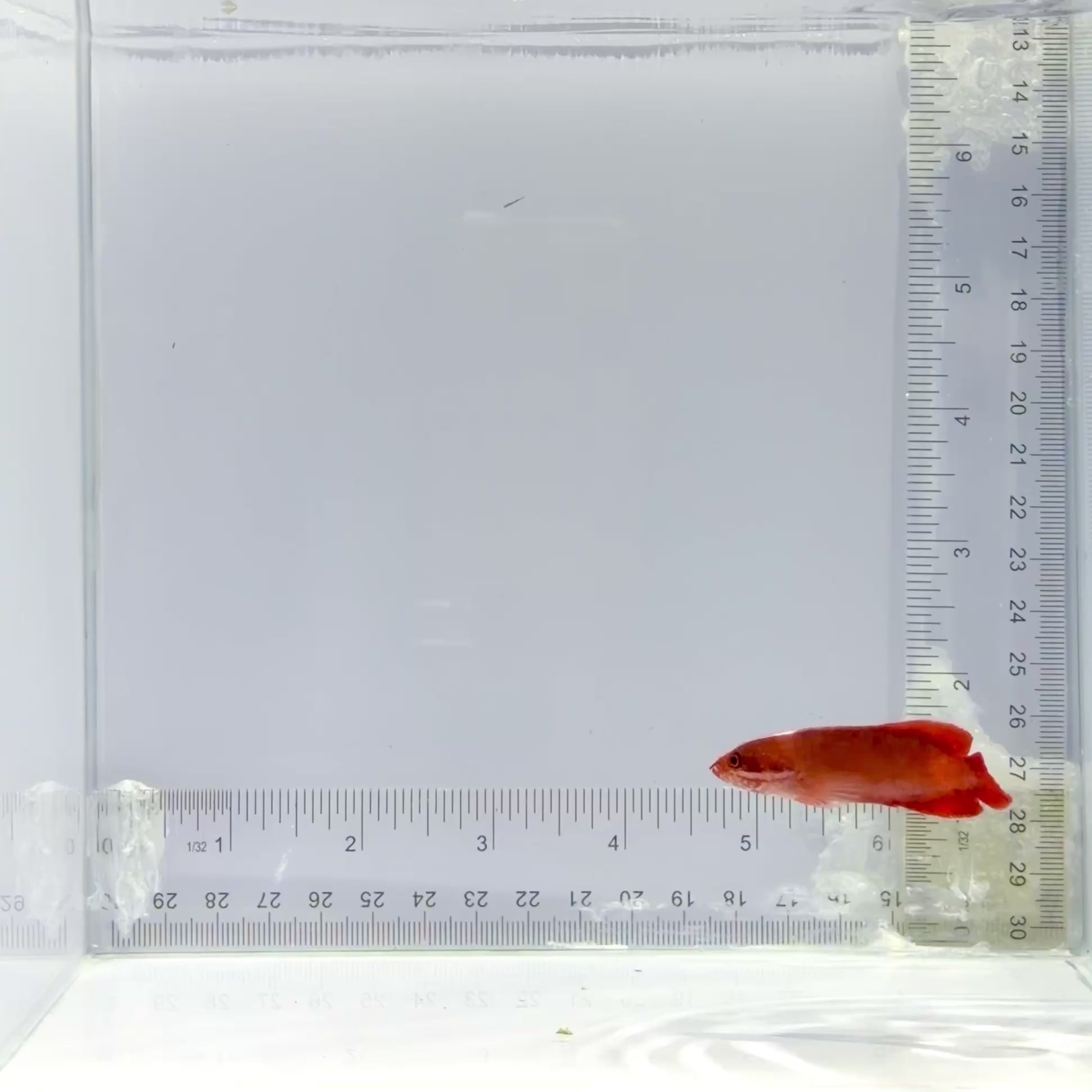 Red Soapfish