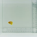 Captive-Bred (Misbar) Regal Angelfish