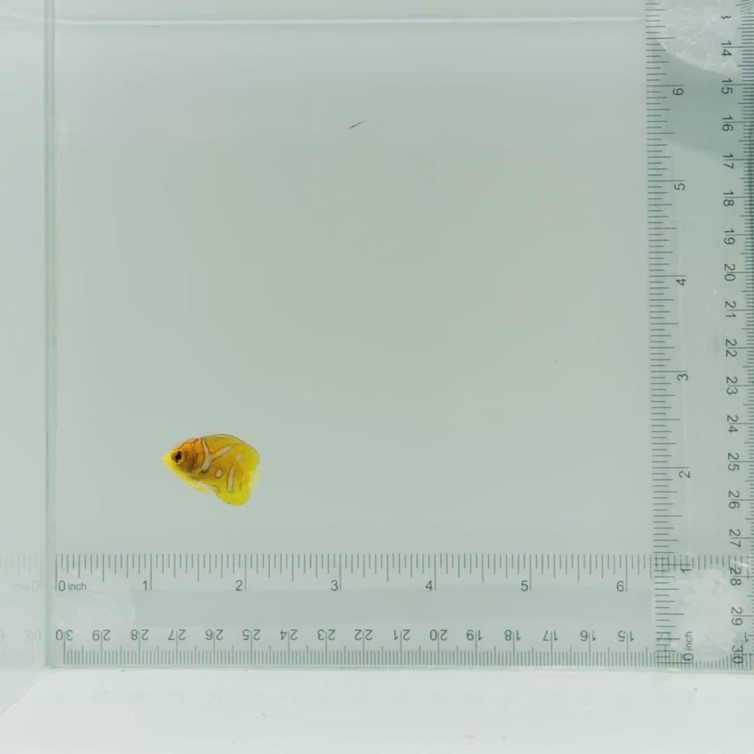 Captive-Bred (Misbar) Regal Angelfish