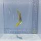 Marginalis Butterfly Fish