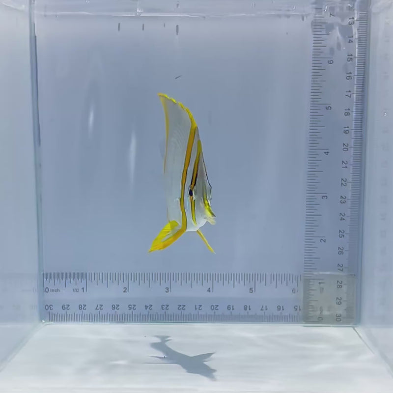 Marginalis Butterfly Fish