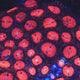 WWC Bloodsucker Zoanthids Coral