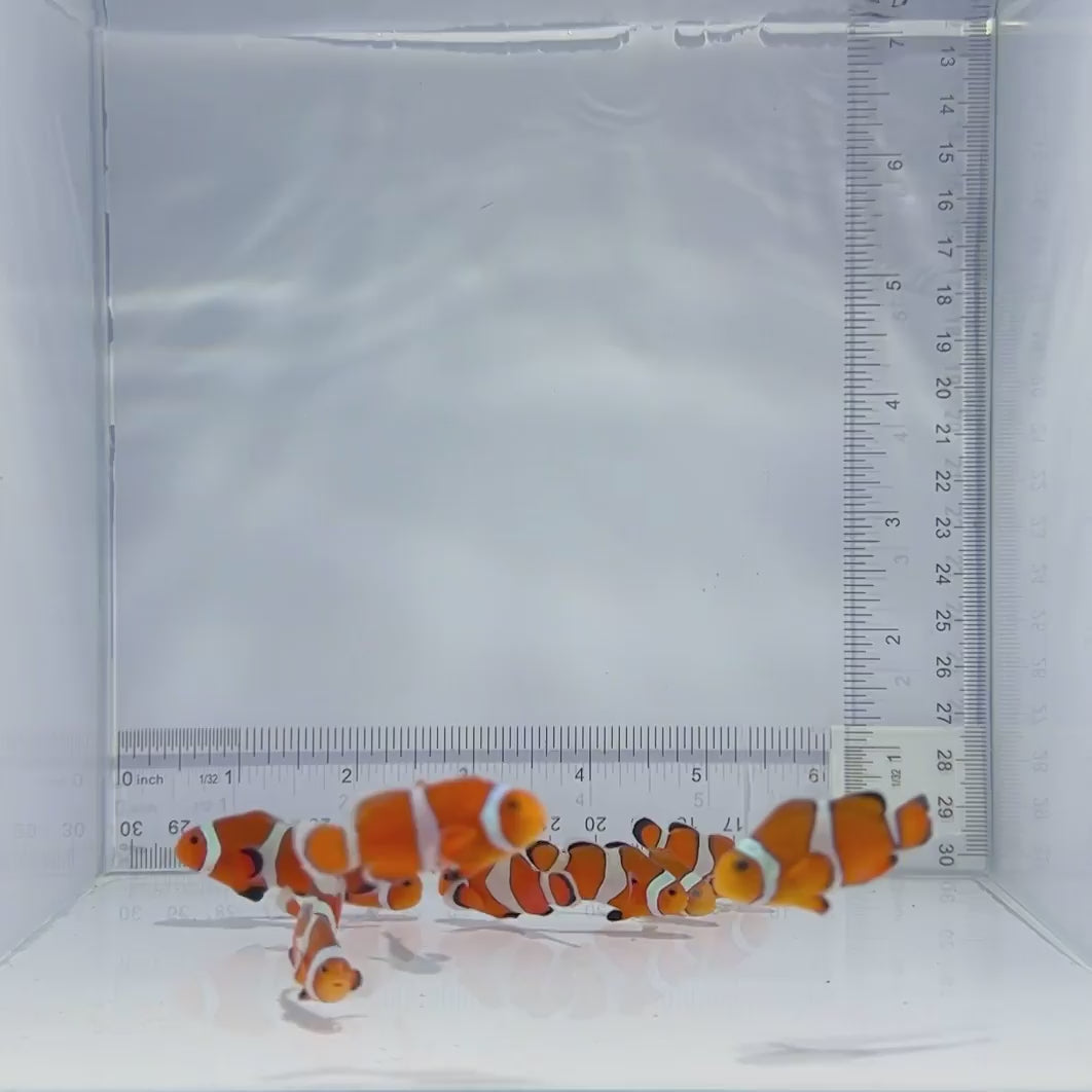 Orange Ocellaris Clownfish — Amphiprion ocellaris