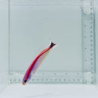 Skunk Tilefish