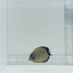 Mimic Eibli Tang Fish