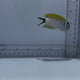 Female Japanses Masked Swallowtail Angelfish