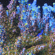 TSA Long Island Acropora Coral