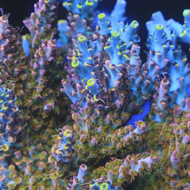 TSA Long Island Acropora Coral