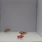 Extreme Picasso Clownfish - Amphiprion percula