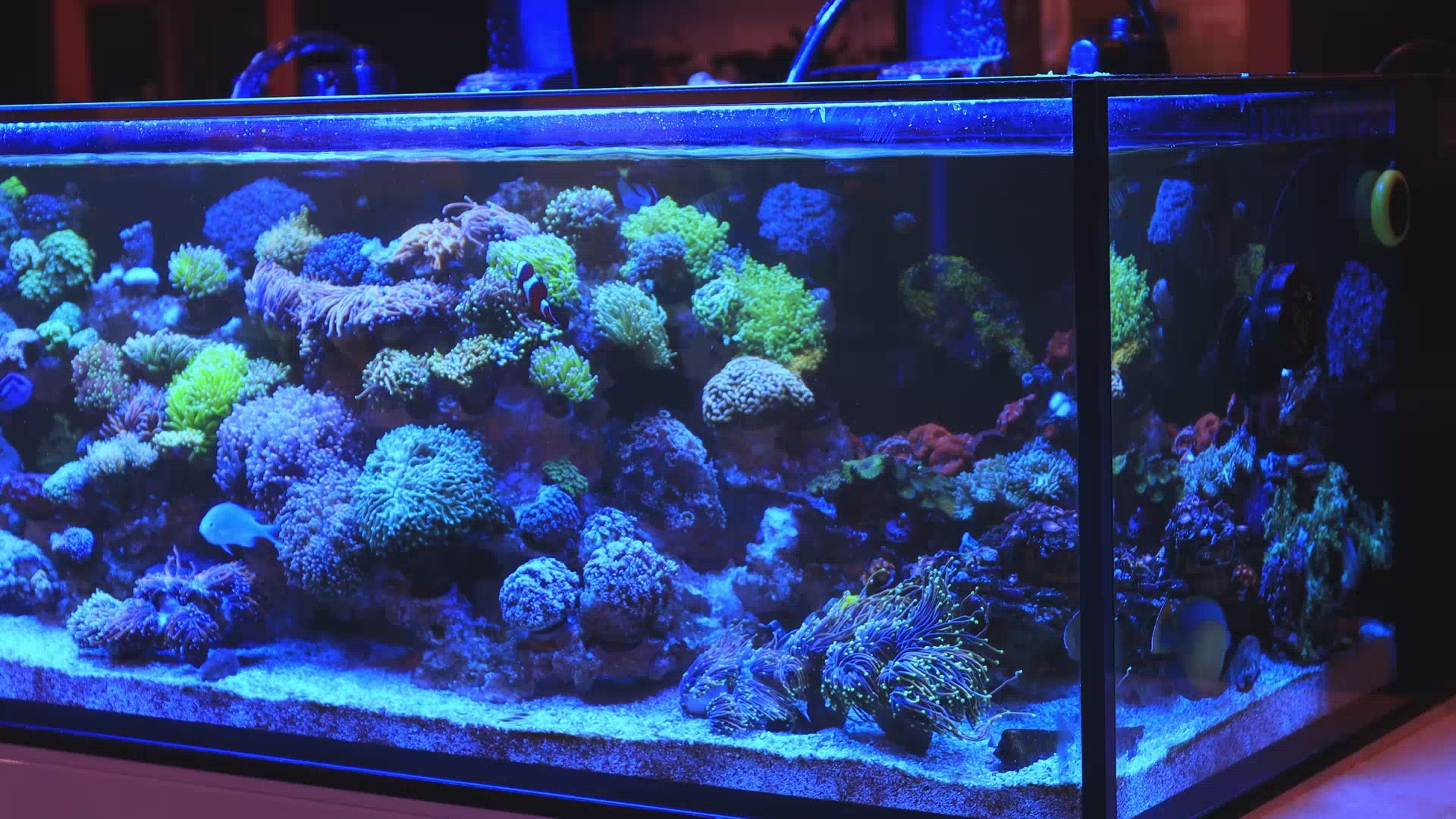 Top Shelf Aquatics video preview