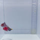 Queensland Dottyback (Ogilbyina queenslandiae)