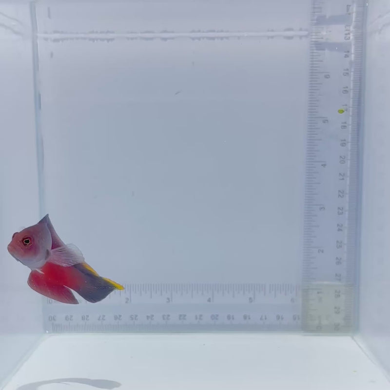 Queensland Dottyback (Ogilbyina queenslandiae)