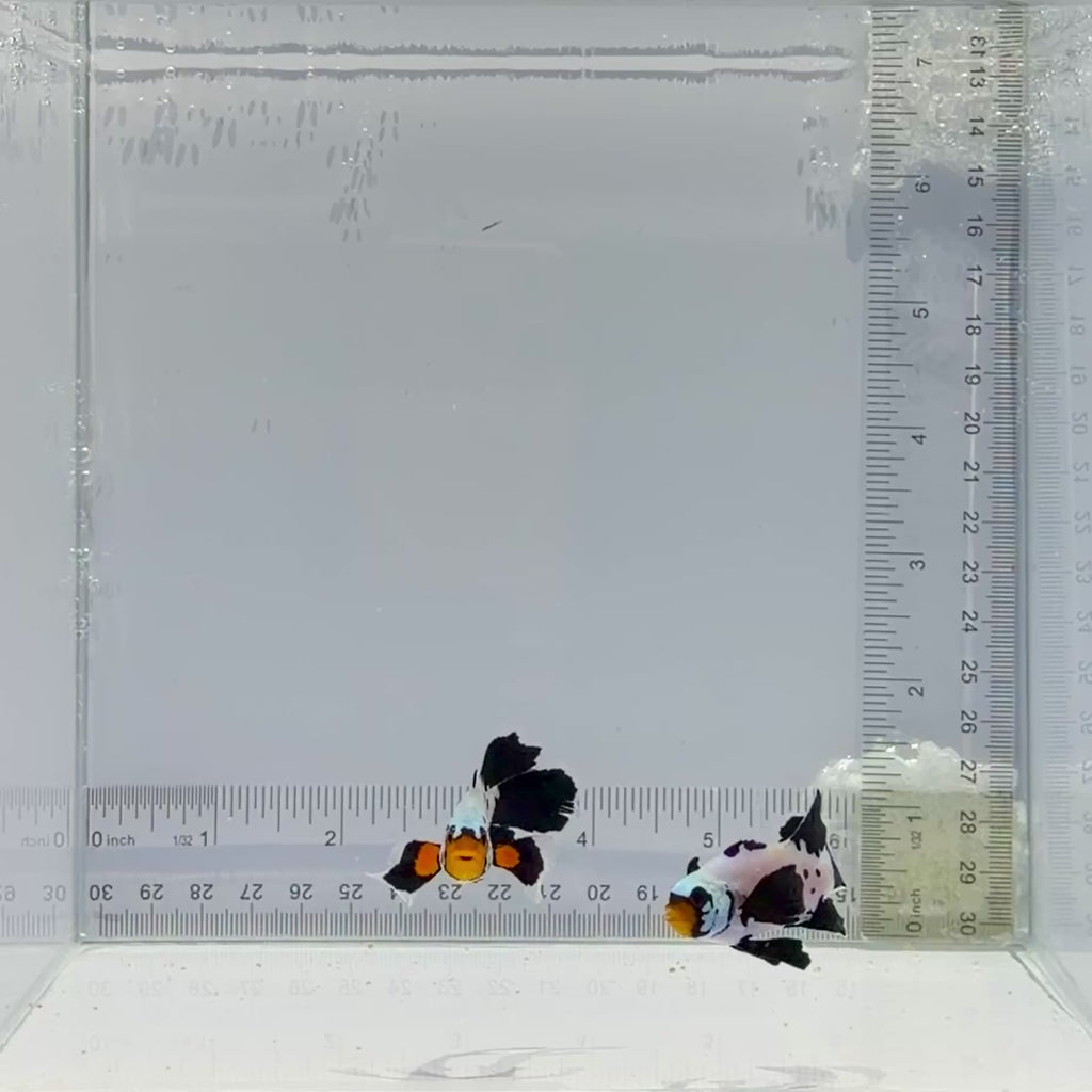 Premium Longfin BulletHole Clownfish Pair