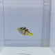 Mimic Valentini File Fish