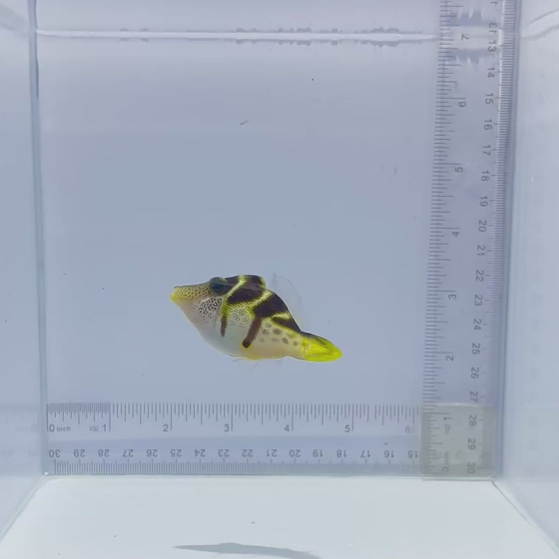 Mimic Valentini File Fish