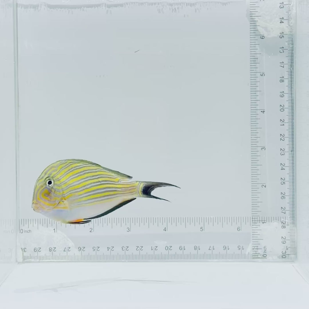 Clown Tang