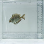 Starry Rabbitfish