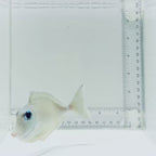 Humpback Unicorn Tang