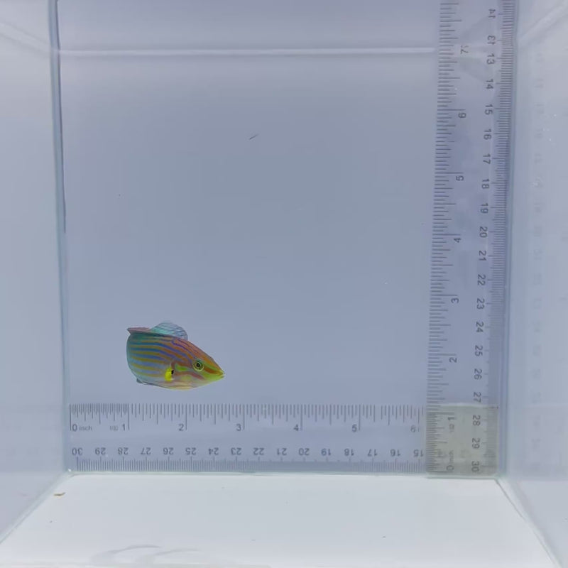 Melanarus Wrasse (Halichoeres melanurus)