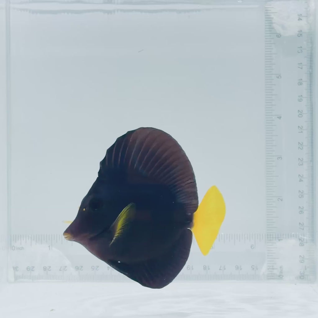Purple Tang