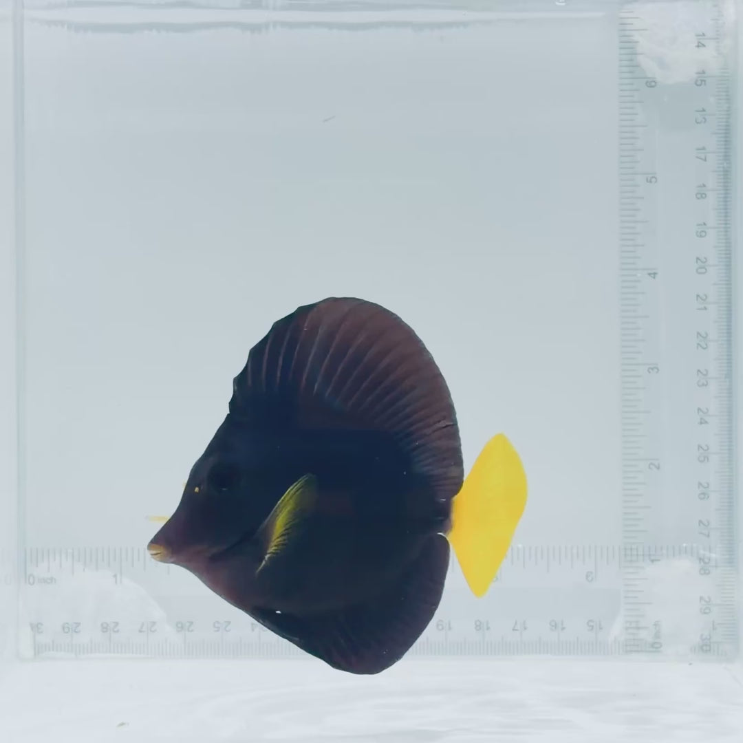 Purple Tang