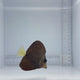 Gem Tang