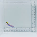 Oreni Tilefish