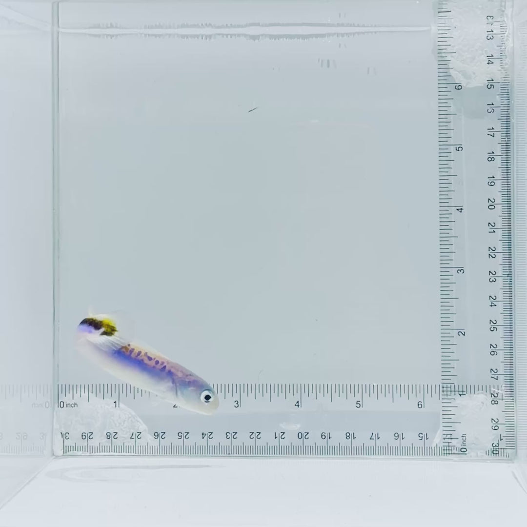 Oreni Tilefish