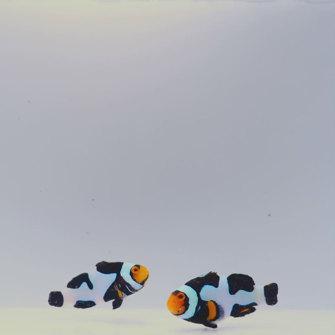 Sapphire Onyx Picasso Clownfish Pair