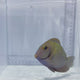 Atlantic Doctor Tang Fish
