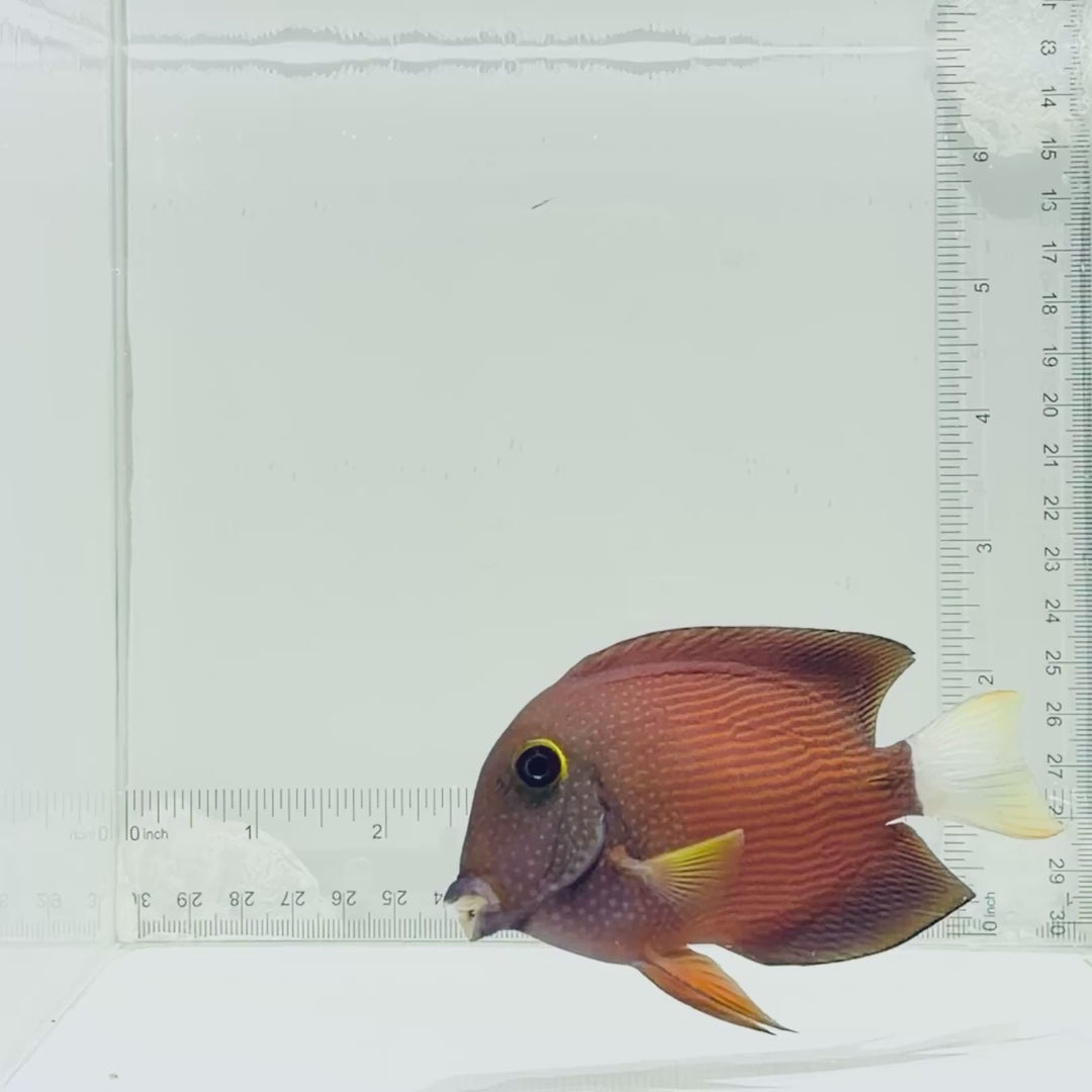 White Tail Bristletooth Tang