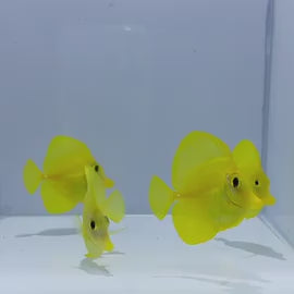 Captive-Bred Yellow Tang - Zebrasoma flavescens