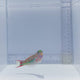 Pinkface Wrasse Fish